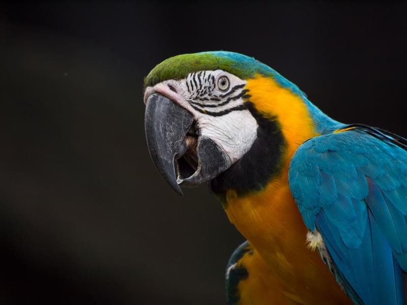 Parrot at Chiang Mai Zoo