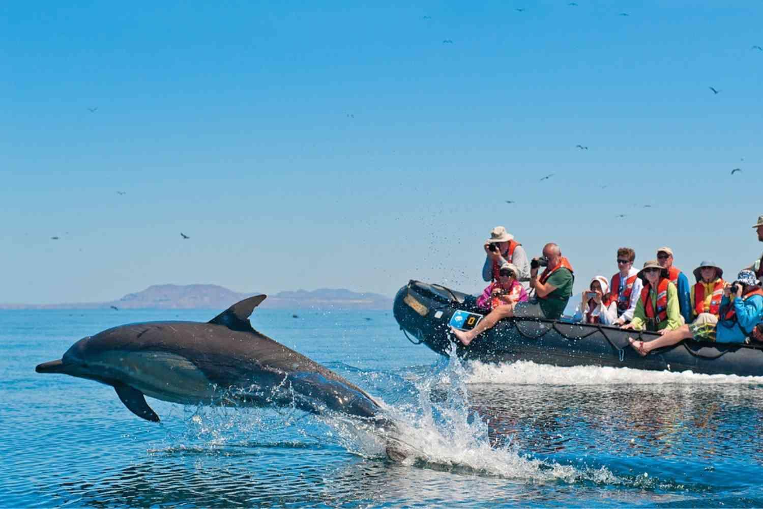 Dolphins Watching on Agatti and Bangaram Islands