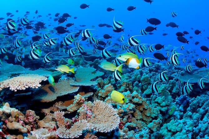 Snorkeling in Trincomalee Image