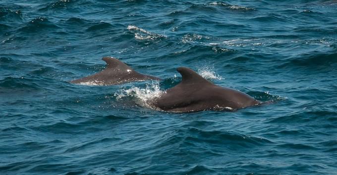 Mirissa Whale Watching Tour