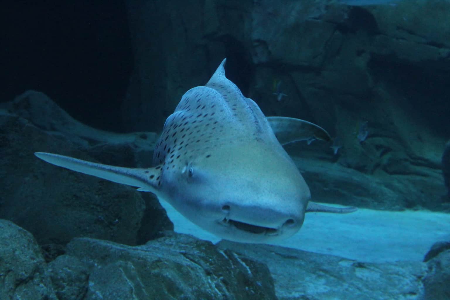The Sharks