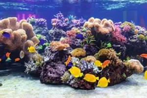 World of corals