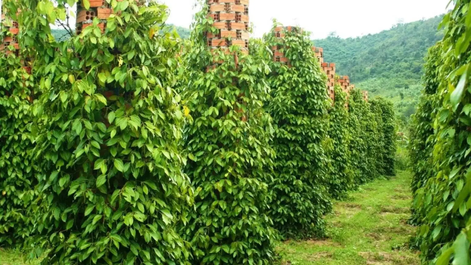 Suoi Da Pepper Garden