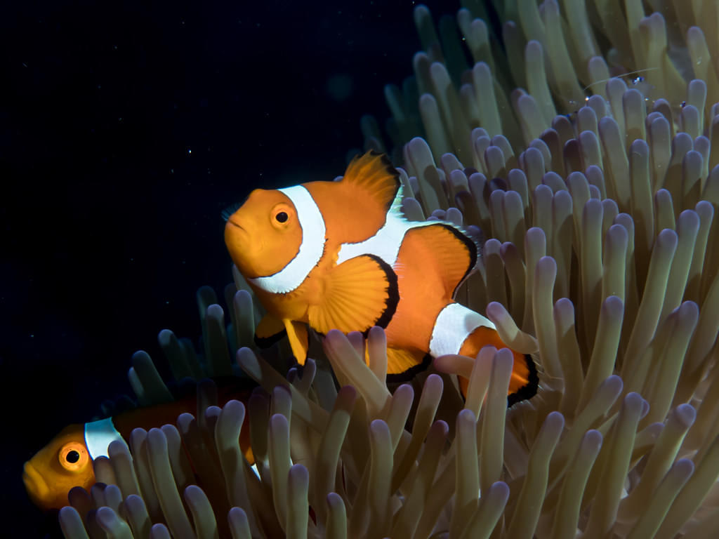 Caves of the Clownfish
