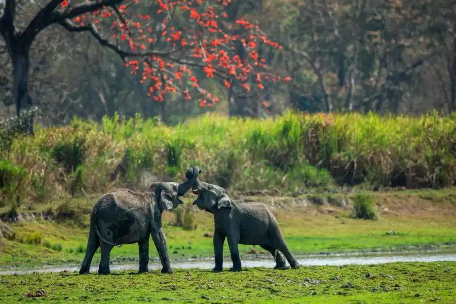 Best of Meghalaya & Assam Image