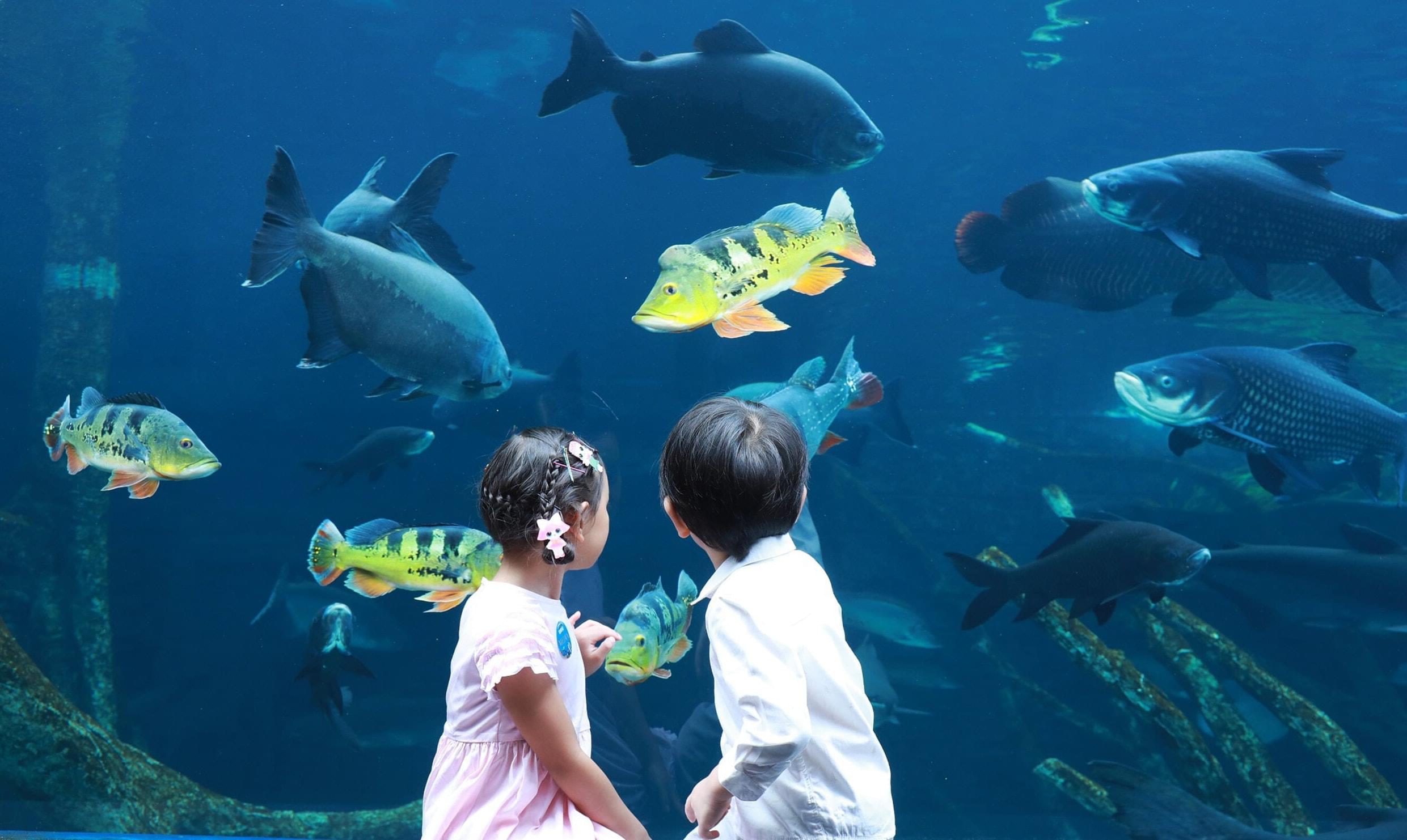 Thailand's largest aquarium - Aquaria Phuket