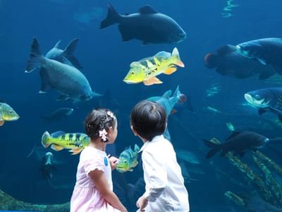 Visit Thailand's largest aquarium - Aquaria Phuket and marvel at the sea life