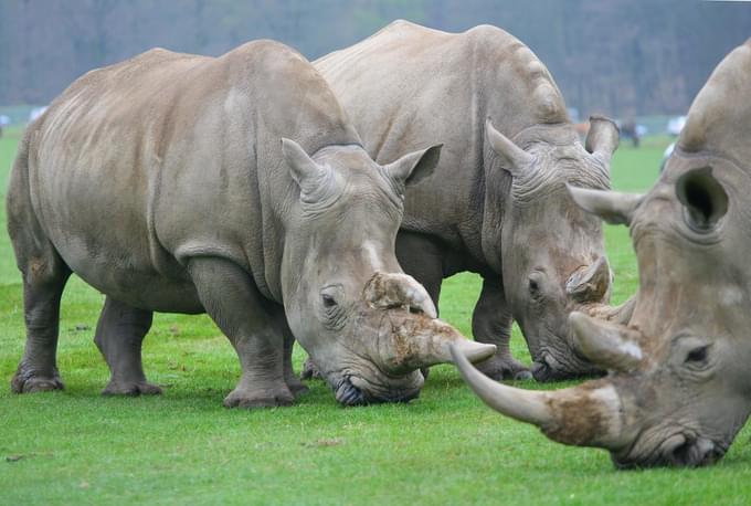 Rhinos in Valencia Bioparc