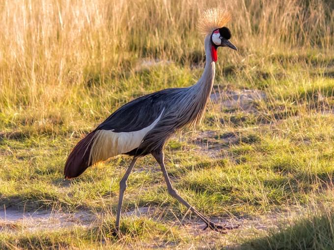 Amboseli National Park