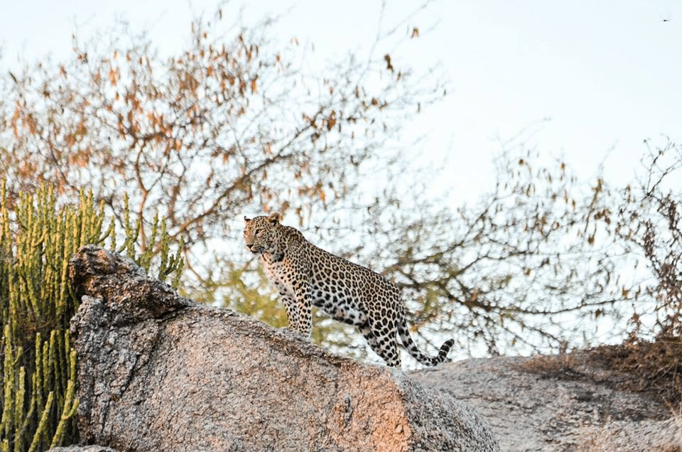 Stay at Leopard Camp