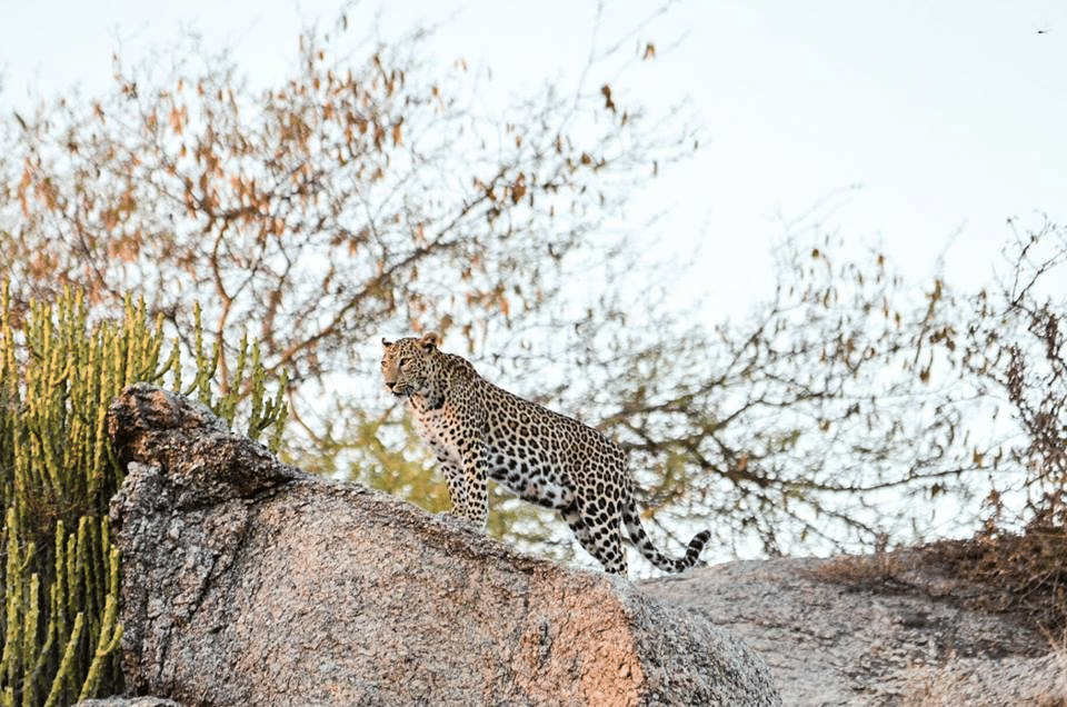 Stay at Leopard Camp