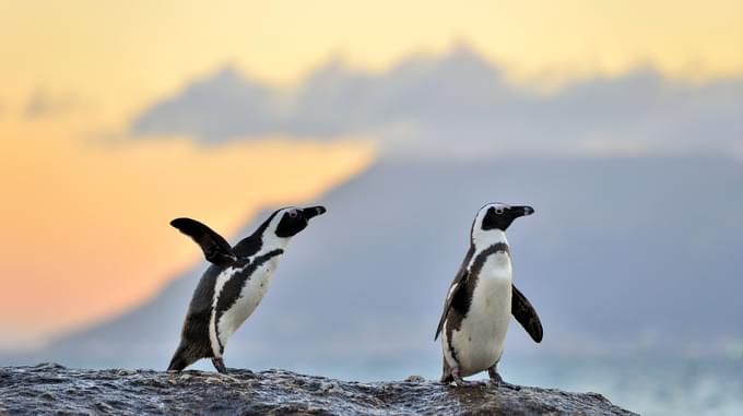 African Penguin