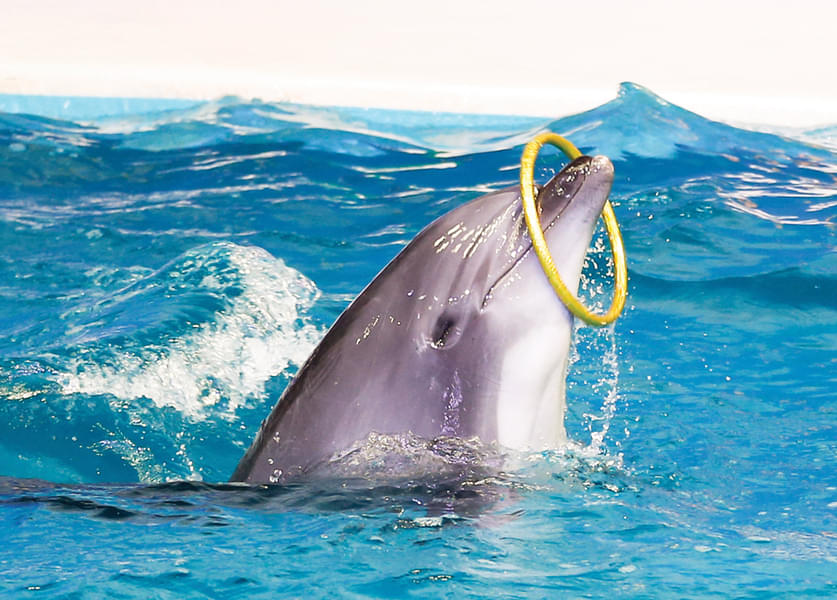 Watch the playful dolphins at Dubai Dolphinarium