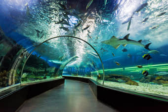Walk through the amazing Underwater Tunnel