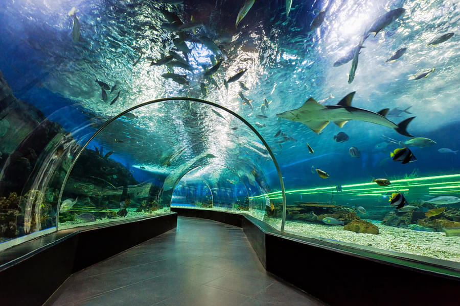 Walk through the amazing Underwater Tunnel