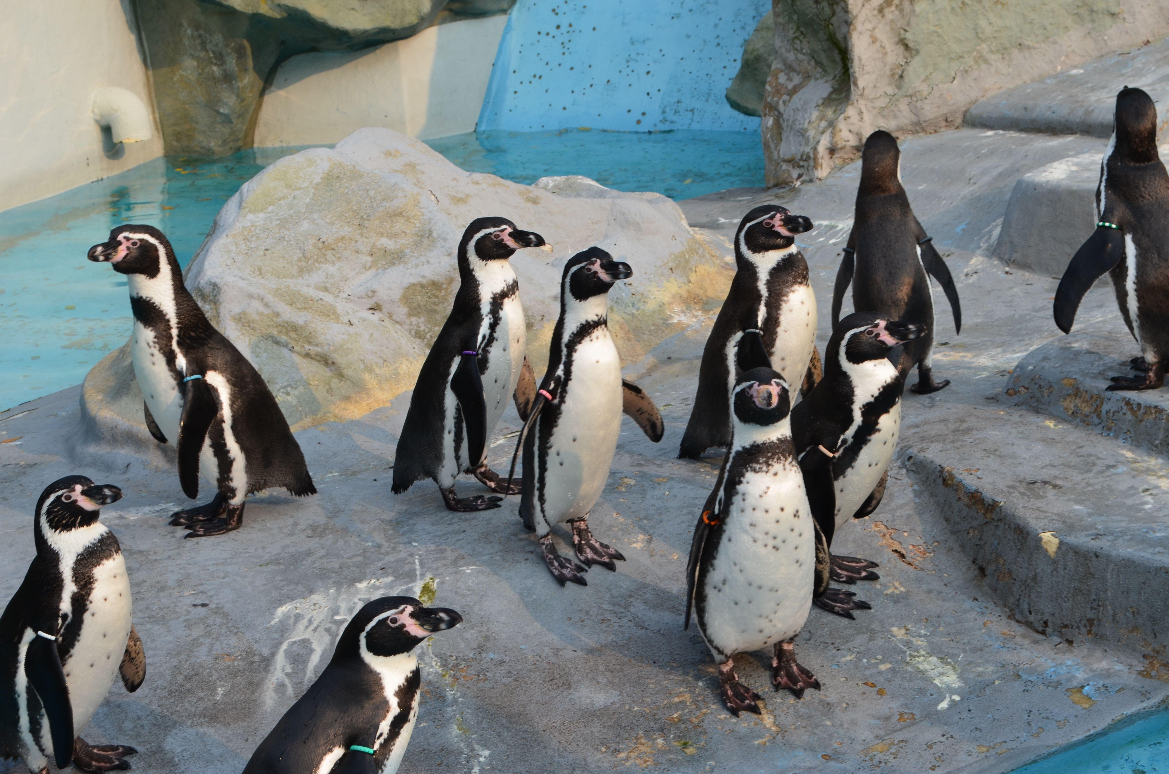 Philip Island Penguin Parade