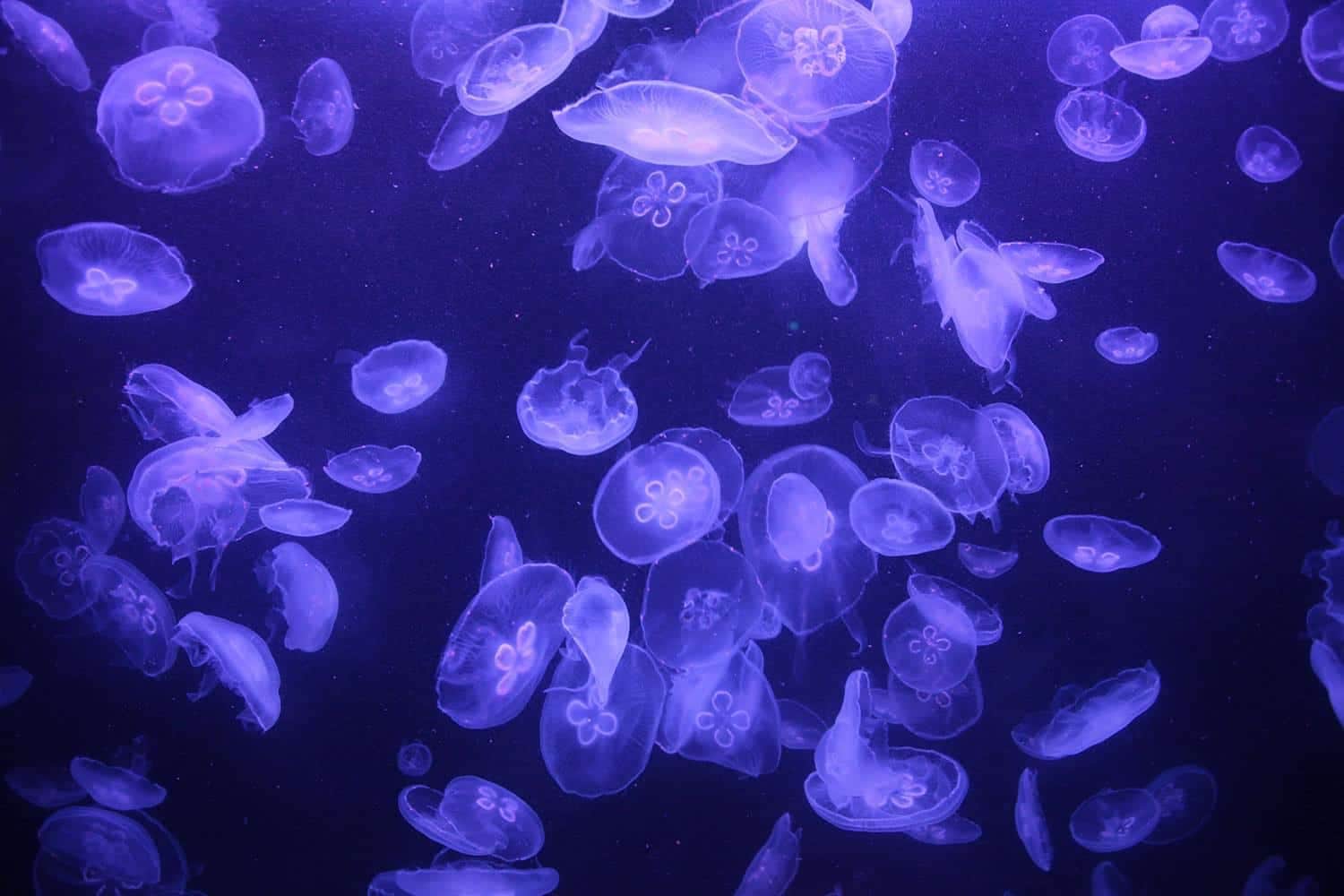 Medusarium