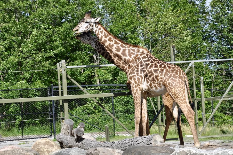 Meet one of the friendliest and tallest mammals in the Lisbon zoo