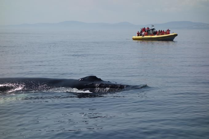 People watching whale in Quebec