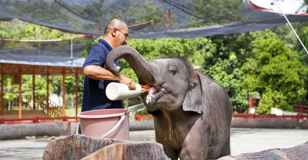 Kuala Gandah Elephant Sanctuary Package Image