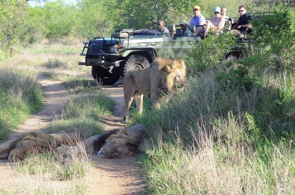 kruger park safari
