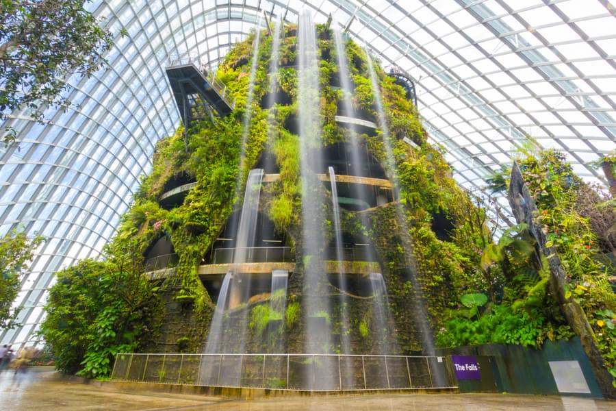 Cloud Forest