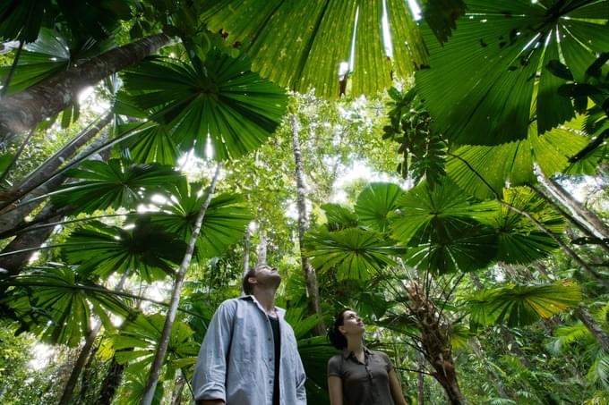 Daintree National Park Tour