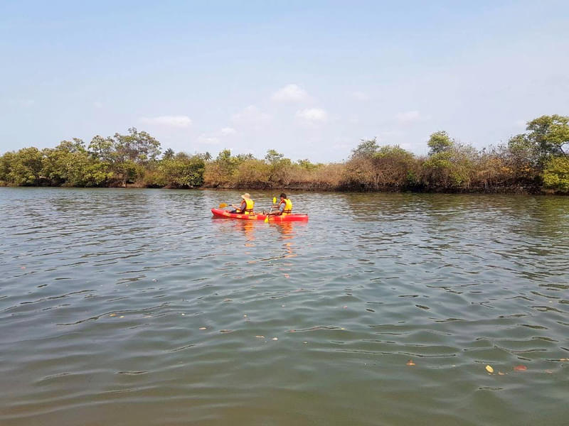 Kayaking In Goa's Baga Creek Image