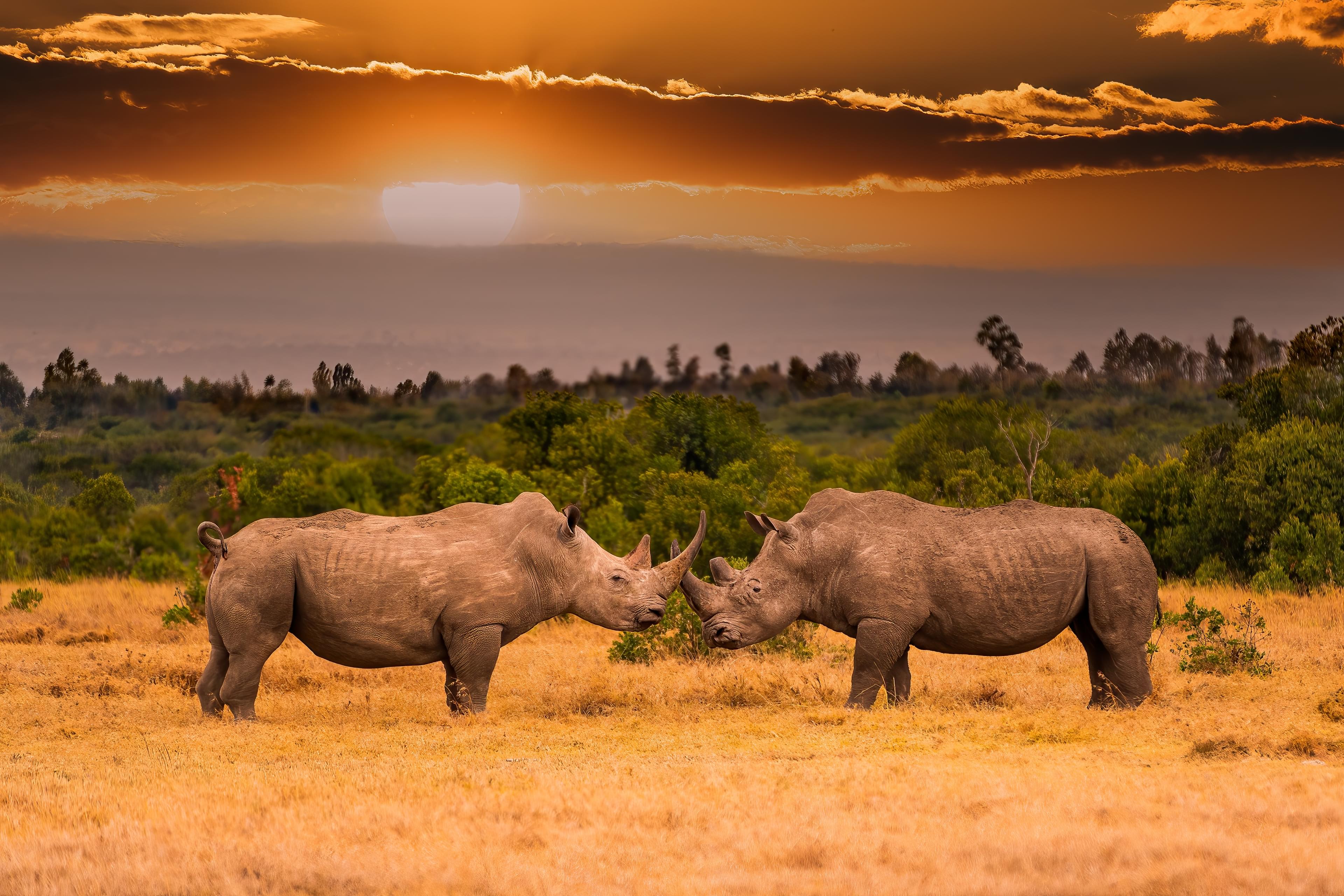 White Rhinos at Ol Pejeta Conservancy, Kenya