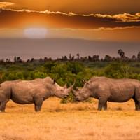 experience-kenya-over-9-days