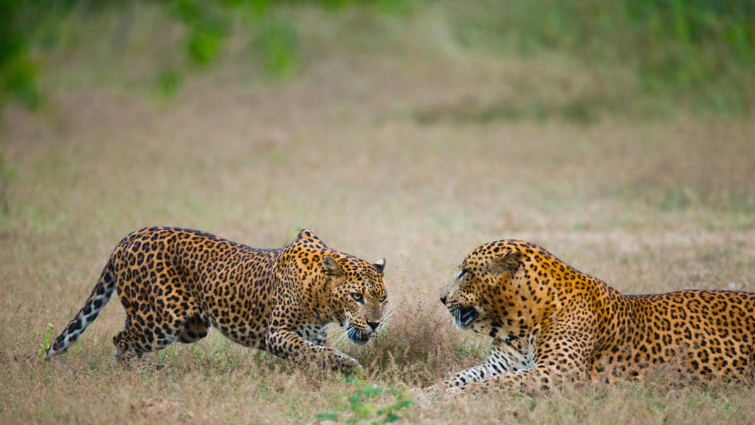 Yala National Park Safari Image