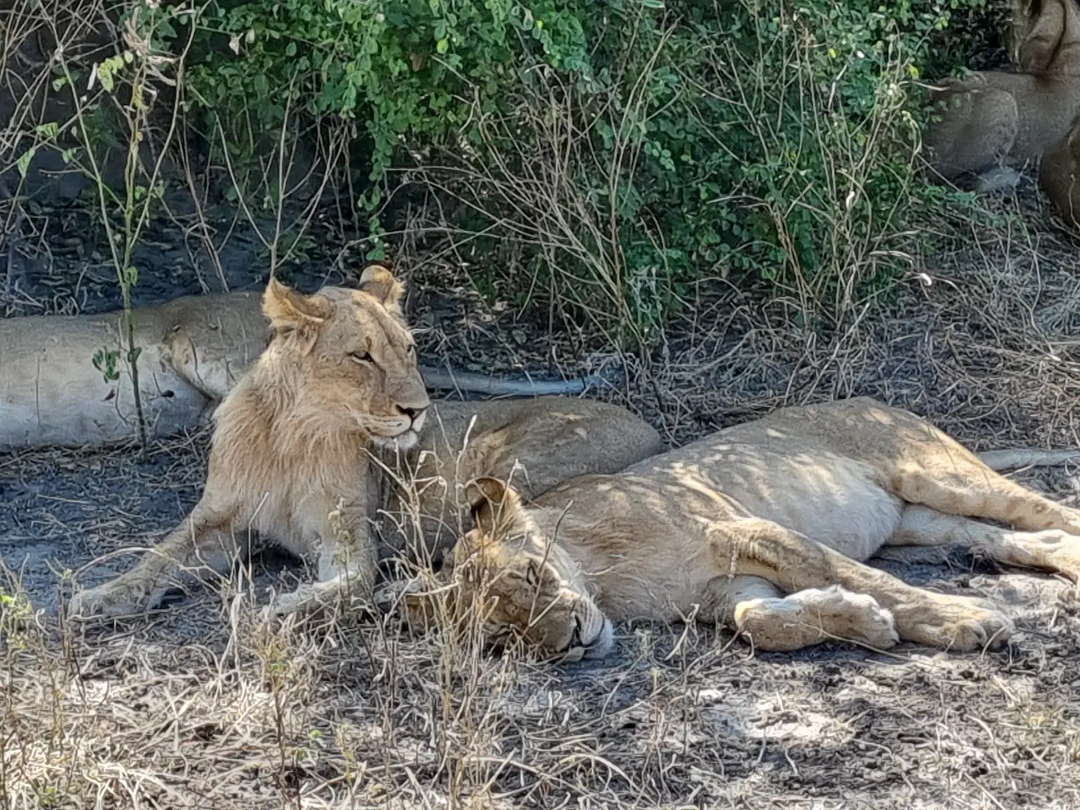 Photo from Nalin Bhatia's trip