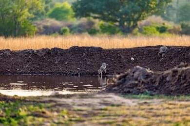 Explore the Chaurs & Waterholes