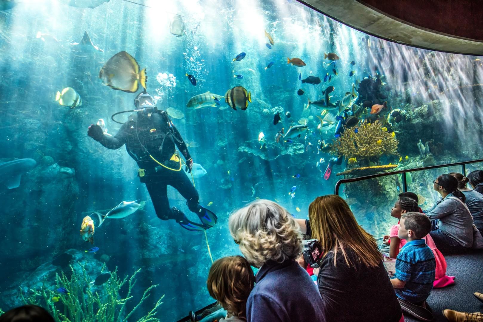 See the divers and interact with them through sign language