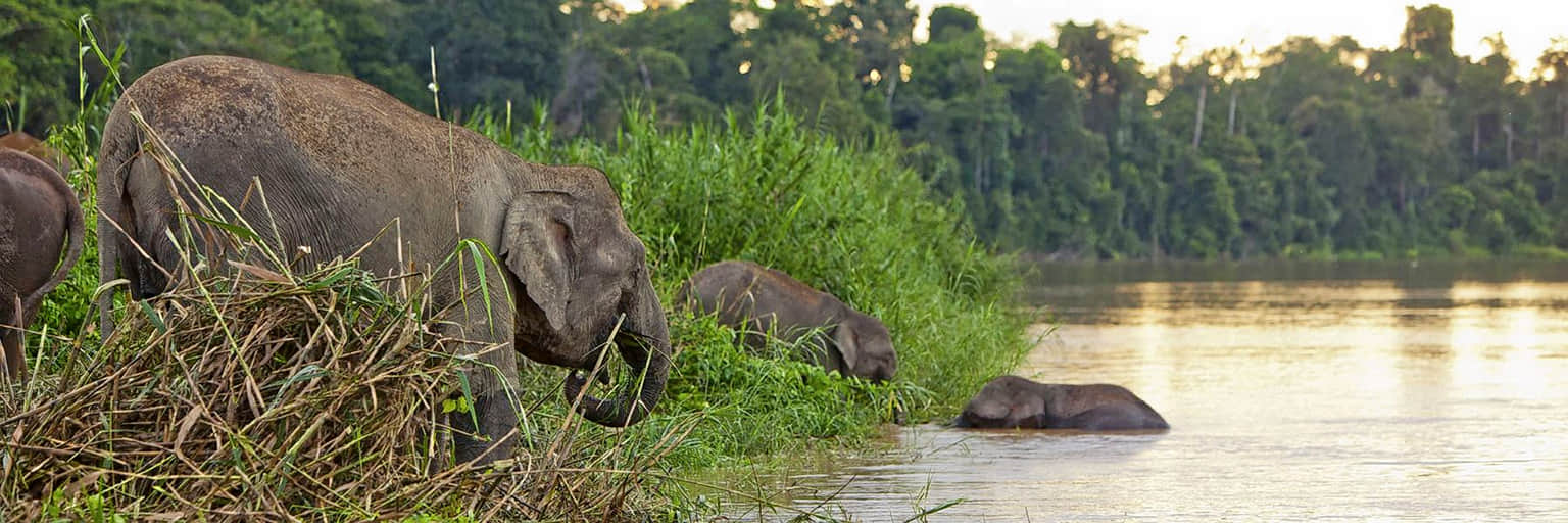 Kinabatangan River, <em>Sabah</em>