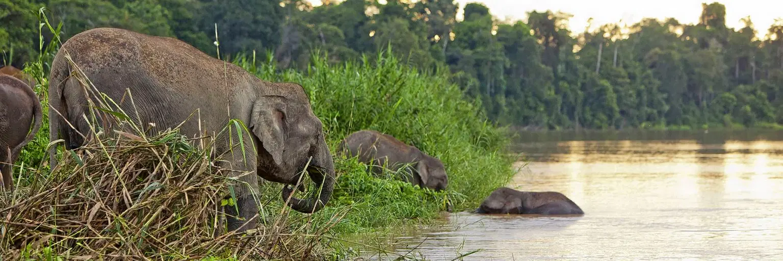 Kinabatangan River