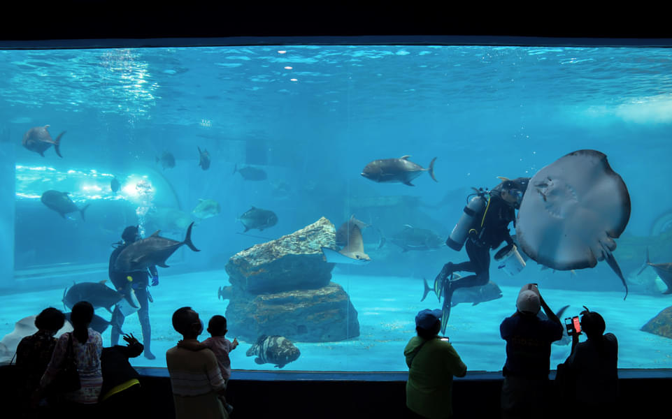 Spend a fun day around several marine species at Monsters Aquarium Pattaya