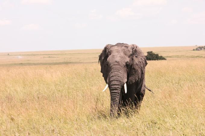 Ruaha National Park