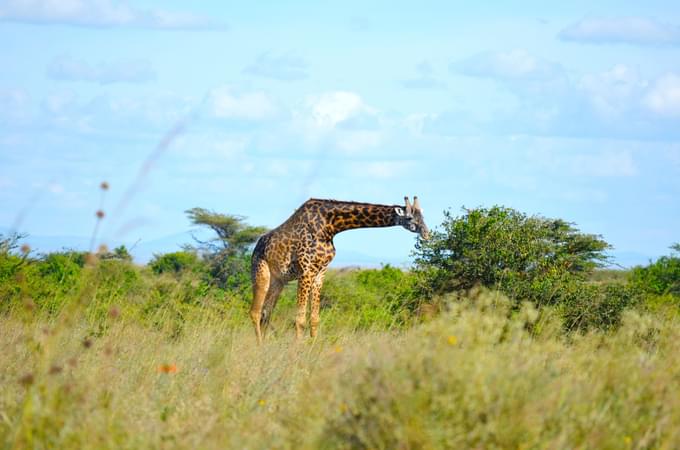 Nairobi National Park