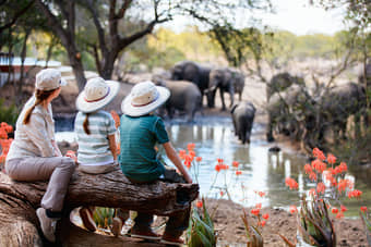 Witness the African Elephants at their natural habitat at Pilanesberg National Park