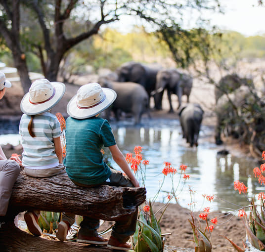 Witness the African Elephants at their natural habitat at Pilanesberg National Park