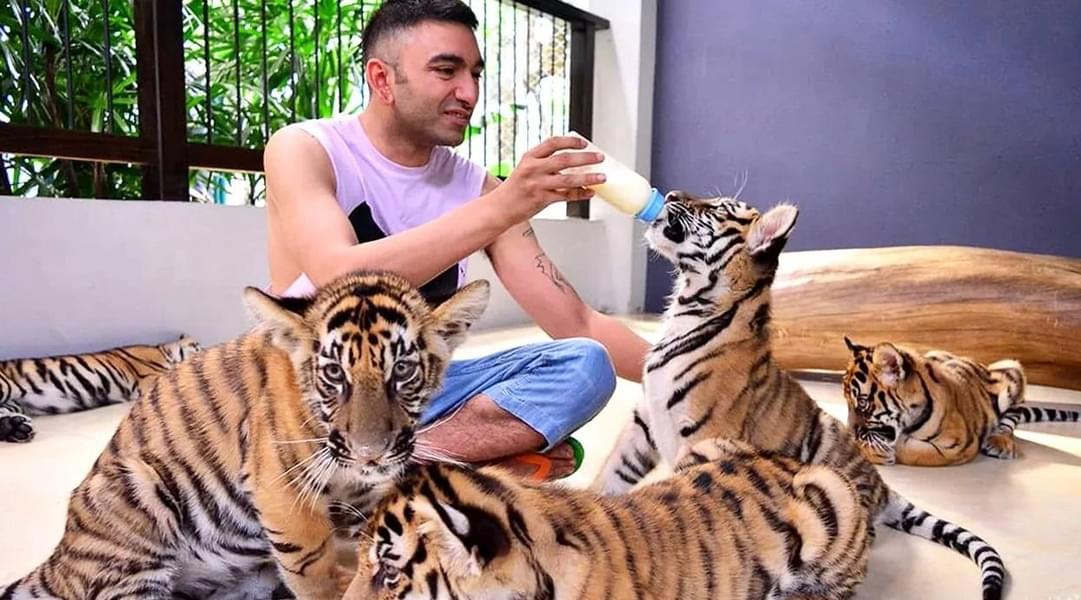 Touch A Tiger And Feed It At The Same Time!