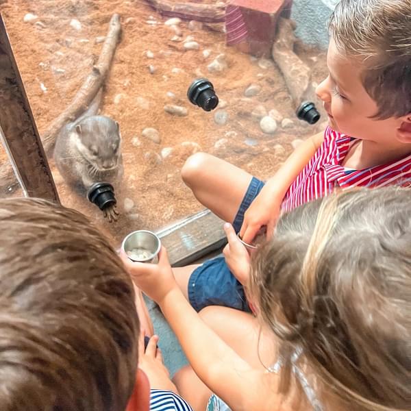 Have an hands-on experience to touch, feed, and participate in animal interactions