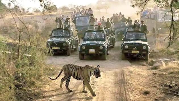 Go on a Safari