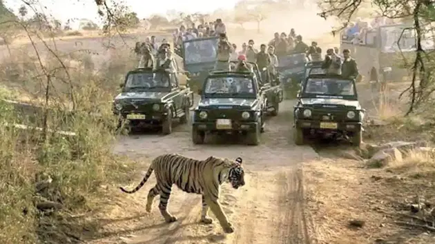 Go on a Safari