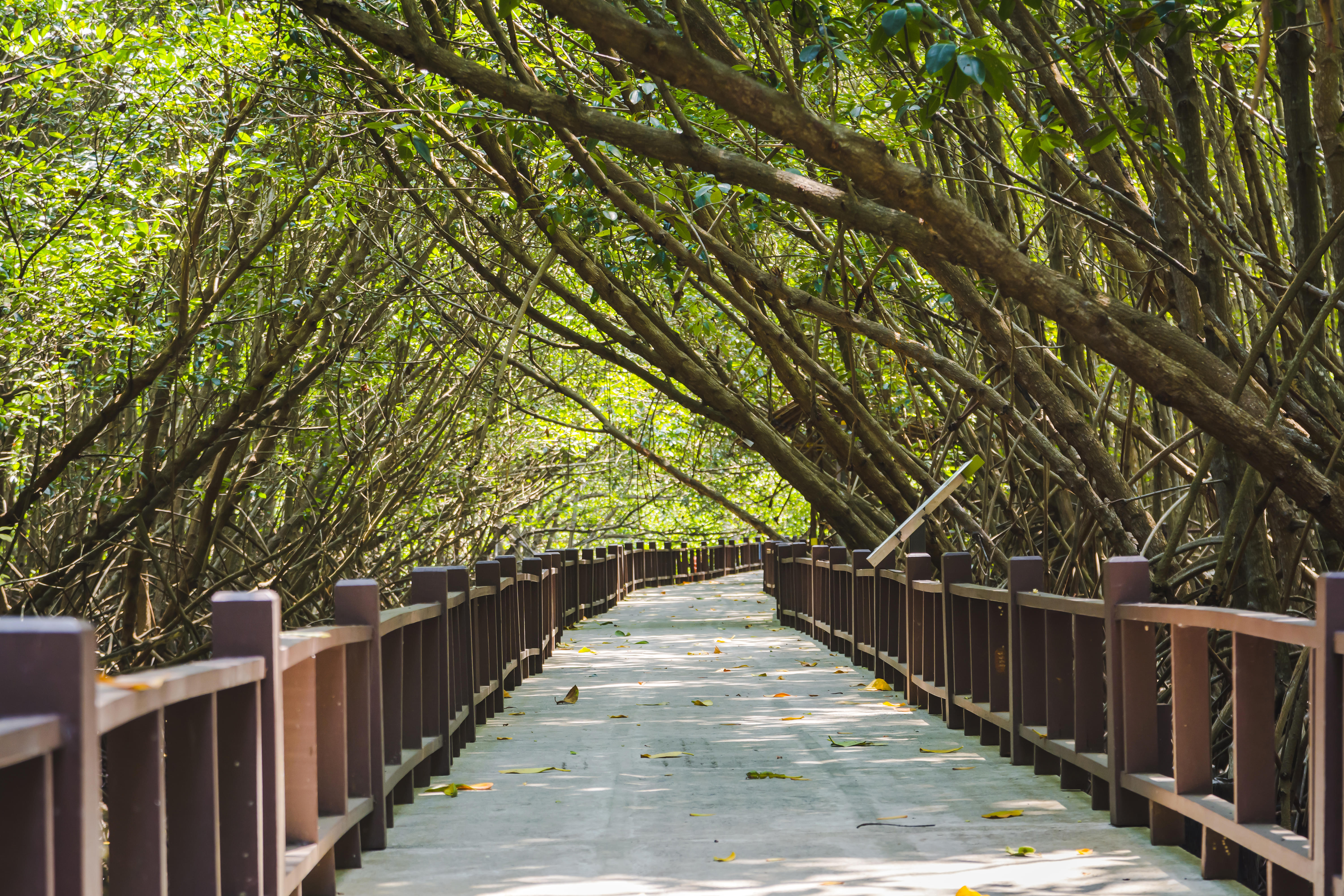 Learn about the Mangrove Ecosystem