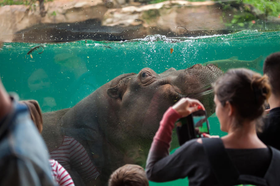 Visit the hippopotamus reserve and see these amazing creatures