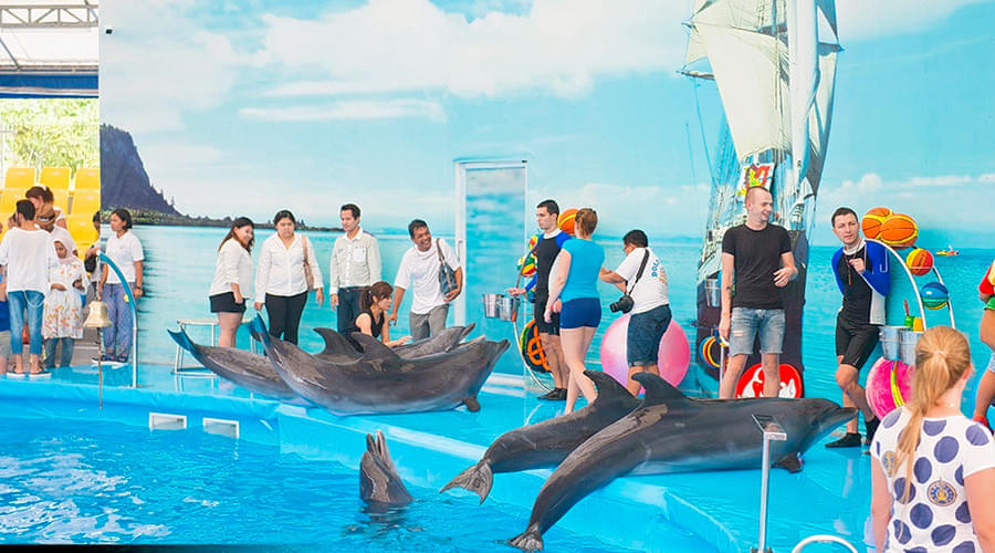 Phuket Dolphin Show Ticket Image