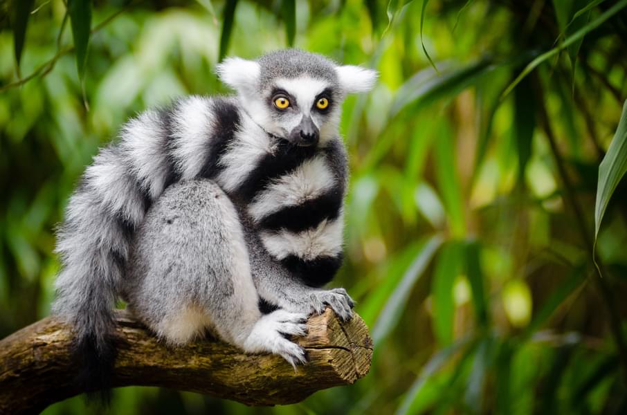 Black-And-White Ruffed Lemur