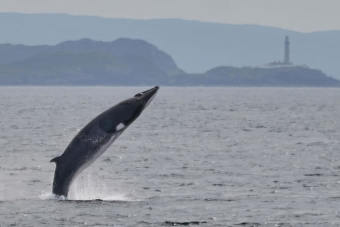 Minke Whale